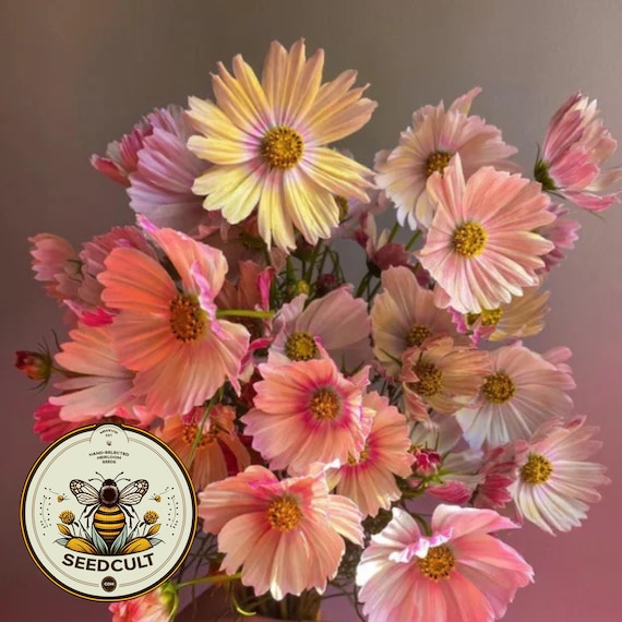 Apricot Lemonade Cosmos Seeds, Cosmos Bippinatus CO0125