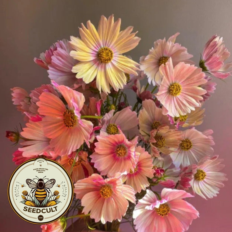 May include: A bouquet of cosmos flowers in shades of pink, peach, and yellow. The flowers have delicate, layered petals and a yellow center. A circular logo with a bee and the text "SEEDCULT" is in the lower left corner.
