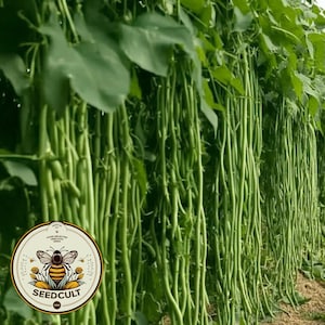 Green Yard Long Beans, Vigna unguiculata, Asparagus Bean VI0125
