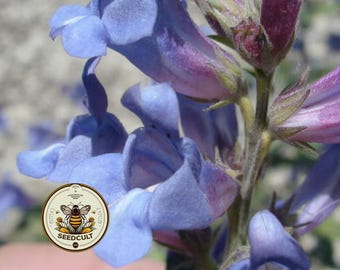 NEW! Sand Penstemon Seeds, Penstemon Acuminatus, US Native Wildflower, PT4525