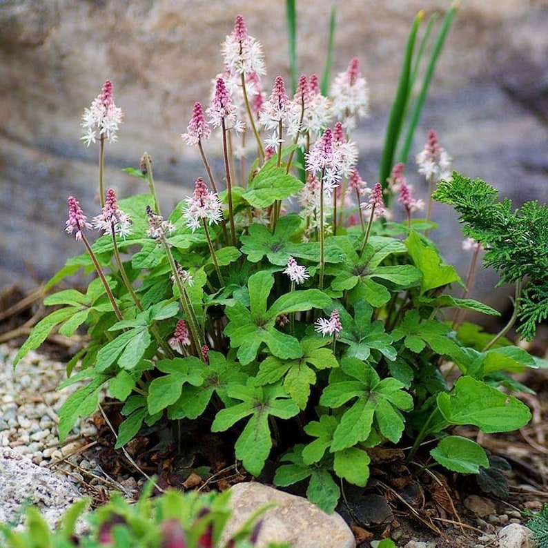 Heartleaf Foamflower Seeds, Foam Flower, Wherrys, Tiarella Wherryi, Shade Indoor plant TI2020 image 2