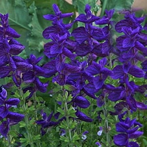 Bulk Blue Monday Sage Seeds, Salvia Hominum, Clary SA021C