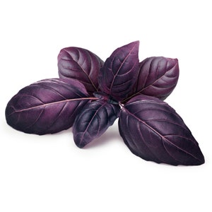 May include: Close-up of a cluster of purple basil leaves. The leaves are a deep, rich purple color with prominent veining, and are arranged in a visually appealing pattern. The image is set against a clean white background, highlighting the plant's natural beauty.