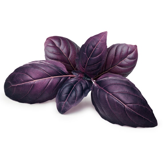 Bulk Organic Dark Opal Purple Basil Seeds,  Ocimum Basilicum OC091C