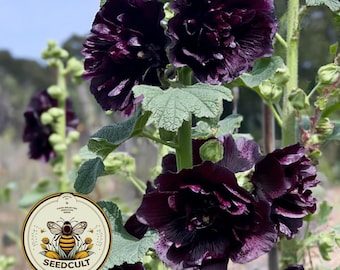NEW! Double Black Hollyhock Seeds, Nigra Alcea Rosea AL9310