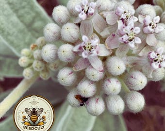 NEW! Indian Milkweed Seeds, Wooly Pod, Western US Native, Asclepias Eriocarpa, MW1910