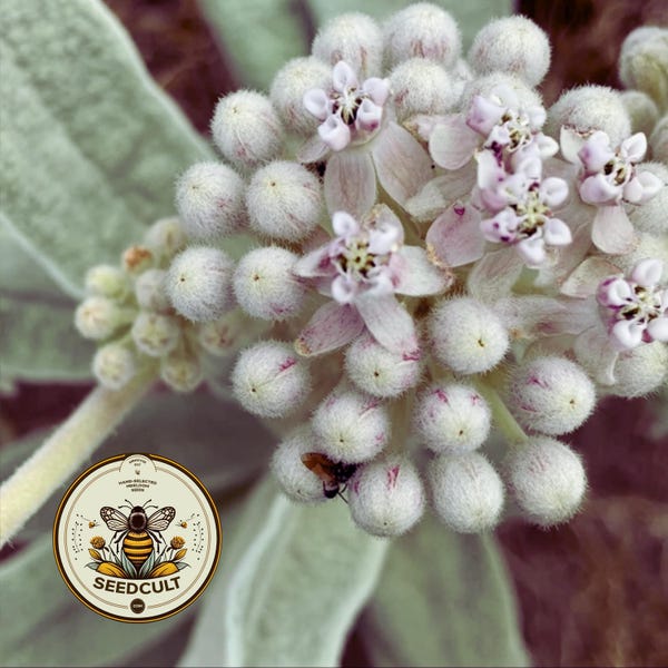 NEW! Indian Milkweed Seeds, Wooly Pod, Western US Native, Asclepias Eriocarpa, MW1910