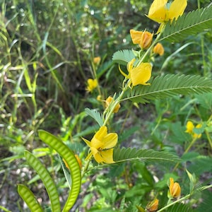North Carolina Native Wildflower Seeds - Etsy
