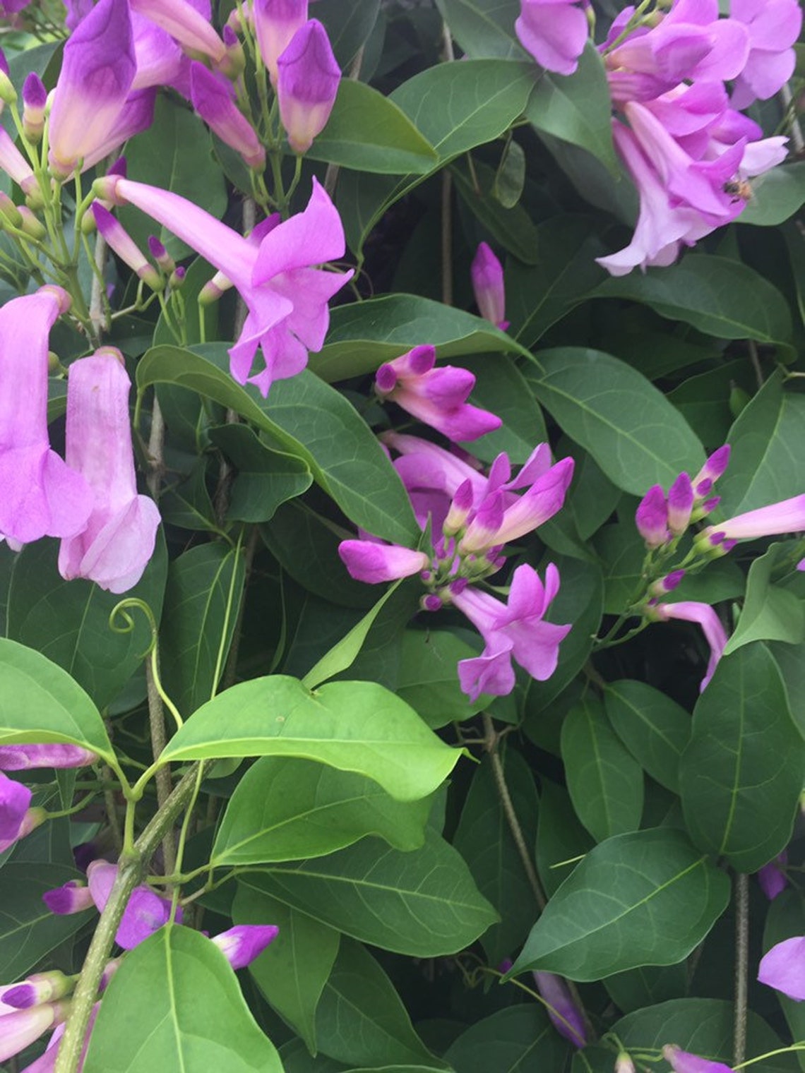 Purple Flowering Vine Garlic Vine Seeds Bignonia Etsy