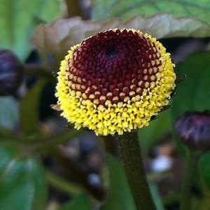 Medicinal Toothache Plant Seeds, Organic Bullseye Natural sore throat treatment, Home Remedy,  Spilanthes Acmella SP4150