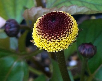 Medicinal Toothache Plant Seeds, Organic Bullseye Natural sore throat treatment, Home Remedy,  Spilanthes Acmella SP4150