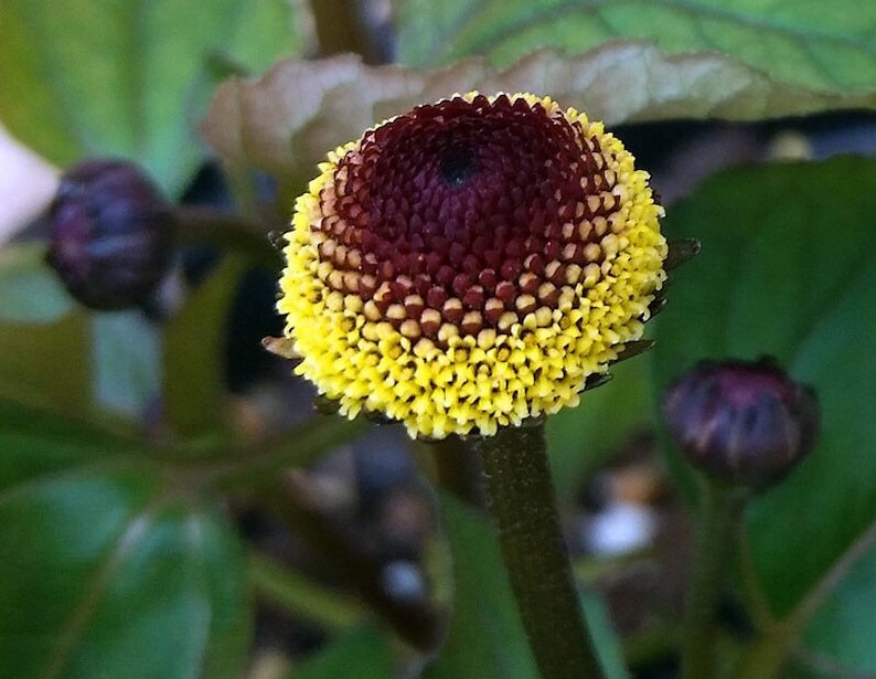 Medicinal Toothache Plant Seeds, Organic Bullseye Natural sore throat treatment, Home Remedy, Spilanthes Acmella SP4150 image 1