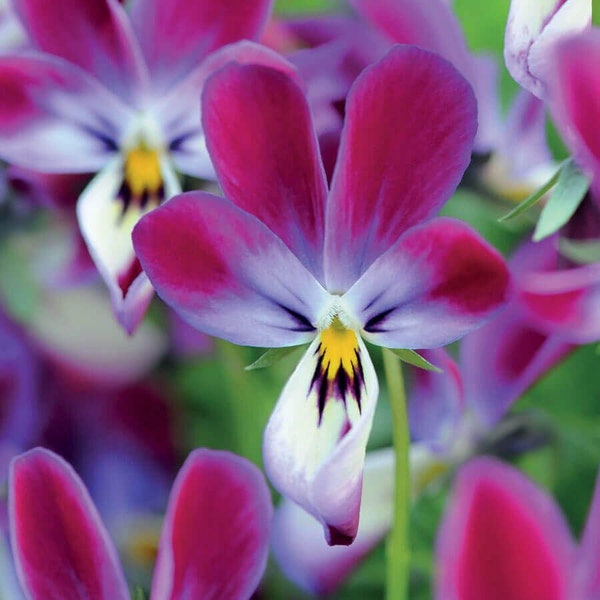 20 Bunny Ears Viola Seeds Viola x Wittrockiana VL0320