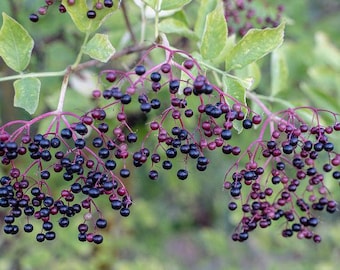 May include: Close-up of elderberry branches laden with dark purple berries. The berries are clustered on reddish-purple stems, with green leaves in the background. The image showcases the natural beauty of the elderberry plant.