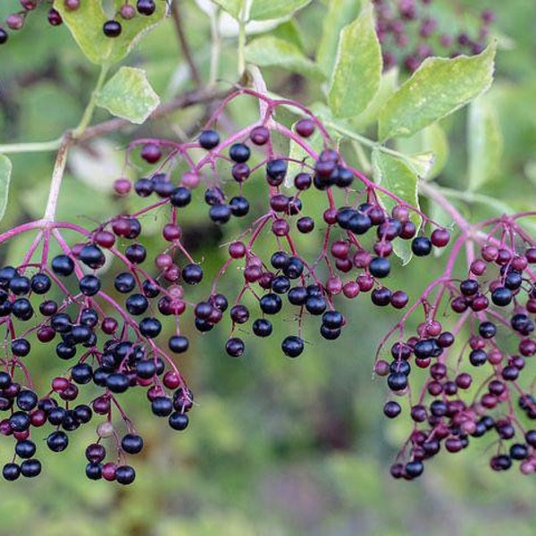 Bulk Black Elderberry Seeds, Sambucus Nigra, Common Elder SB3050