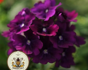 NEW! Quartz Purple Verbena Seeds, Quartz XP, Verbena Hybrida VE4225