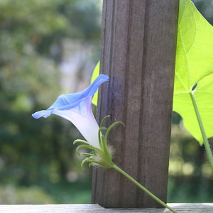 May include: A blue and white morning glory flower growing up a wooden fence post. The flower is in bloom and has a delicate, trumpet-shaped blossom.