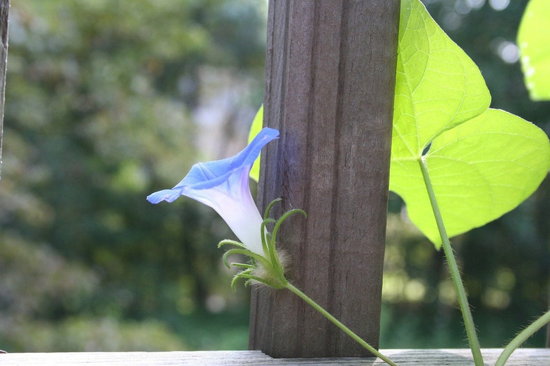 May include: A blue and white morning glory flower growing up a wooden fence post. The flower is in bloom and has a delicate, trumpet-shaped blossom.