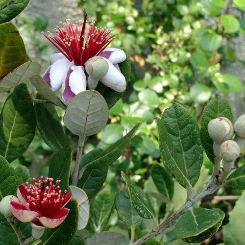 10 Pineapple Guava Seeds Feijoa Sellowiana Strawberry Guava Etsy