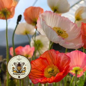 May include: A cluster of blooming poppies in shades of white, soft pink, and vibrant orange with yellow centers, featuring thin green stems. A circular logo is overlaid in the lower left corner, displaying a bee illustration and the text SEEDCULT.