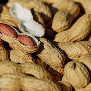 Organic Jumbo Peanut Seeds, Arachis Hypogaea AR0210 image 3