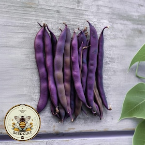 NEW! Purple Podded Pole Beans, Phaseolus Vulgaris, PV1125