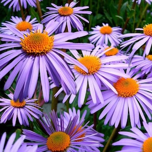 NEW! Bulk New England Aster Seeds, Aster Symphyotrichum Novae-Angliae ST401C