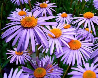 NEW! Bulk New England Aster Seeds, Aster Symphyotrichum Novae-Angliae ST401C