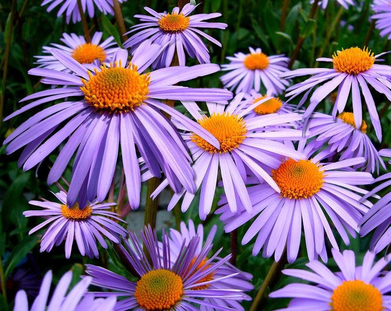 May include: A cluster of purple and lavender wildflowers with yellow centers. The flowers have delicate petals and are in full bloom.