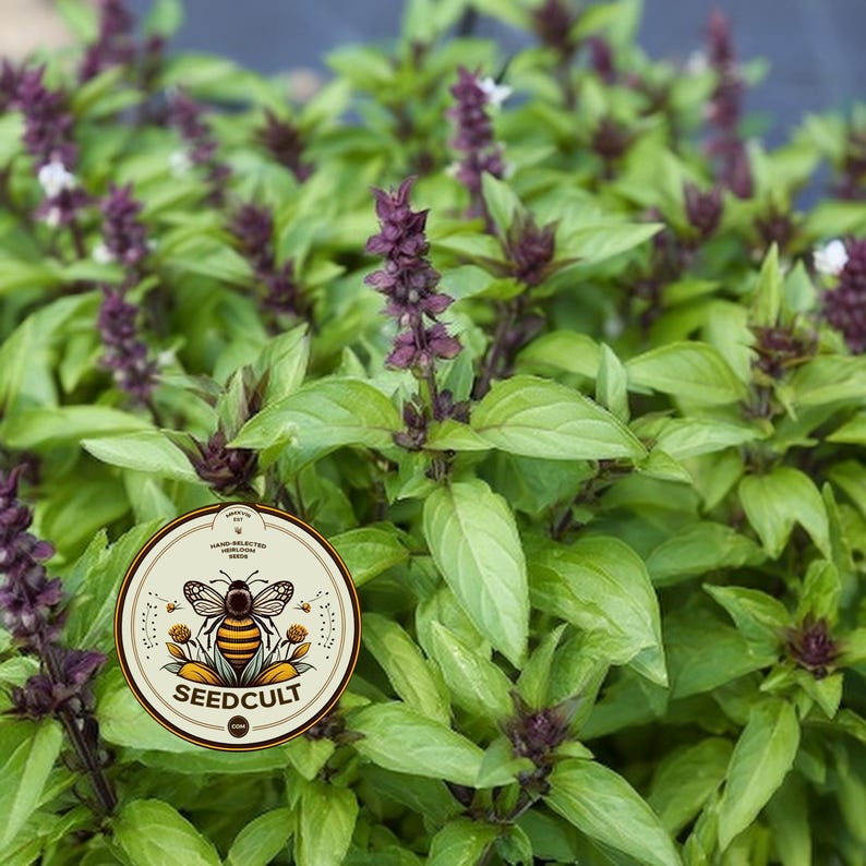 May include: A lush basil plant with vibrant green leaves and deep purple flower spikes. A circular sticker is placed on the foliage, featuring a graphic of a bee, floral elements, and the text SEEDCULT.COM with the words HAND-SELECTED HEIRLOOM SEEDS.