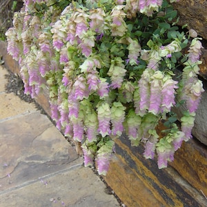 Puede incluir: Primer plano de una planta con racimos de peque&ntilde;as flores en forma de campana. Las flores son de color rosa p&aacute;lido y blanco y est&aacute;n dispuestas en forma de cascada. La planta crece contra una pared de piedra.