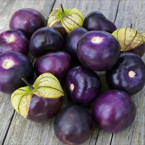 Organic Purple Tomatillo, Physalis Ixocarpa Seeds, Salsa Verde PH0325