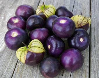 Organic Purple Tomatillo, Physalis Ixocarpa Seeds, Salsa Verde PH0325