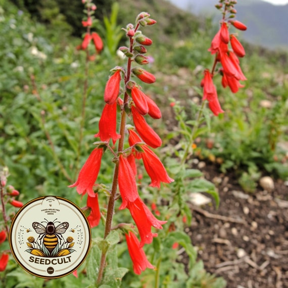 NEW! Firecracker Penstemon Seeds, Eaton's Penstemon, US Native Wildflower, PT411C