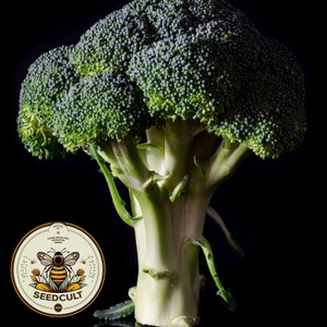 May include: A large green broccoli floret with a thick white stem. The broccoli is isolated against a black background. A circular logo with a bee and the text "SEEDCULT" is in the lower left corner of the image.