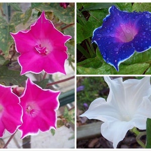 Picotee Mixed Color Japanese Morning Glory Seeds, Kikyo Zaki, Blue, Pink and White, Ipomoea Nil IP0510