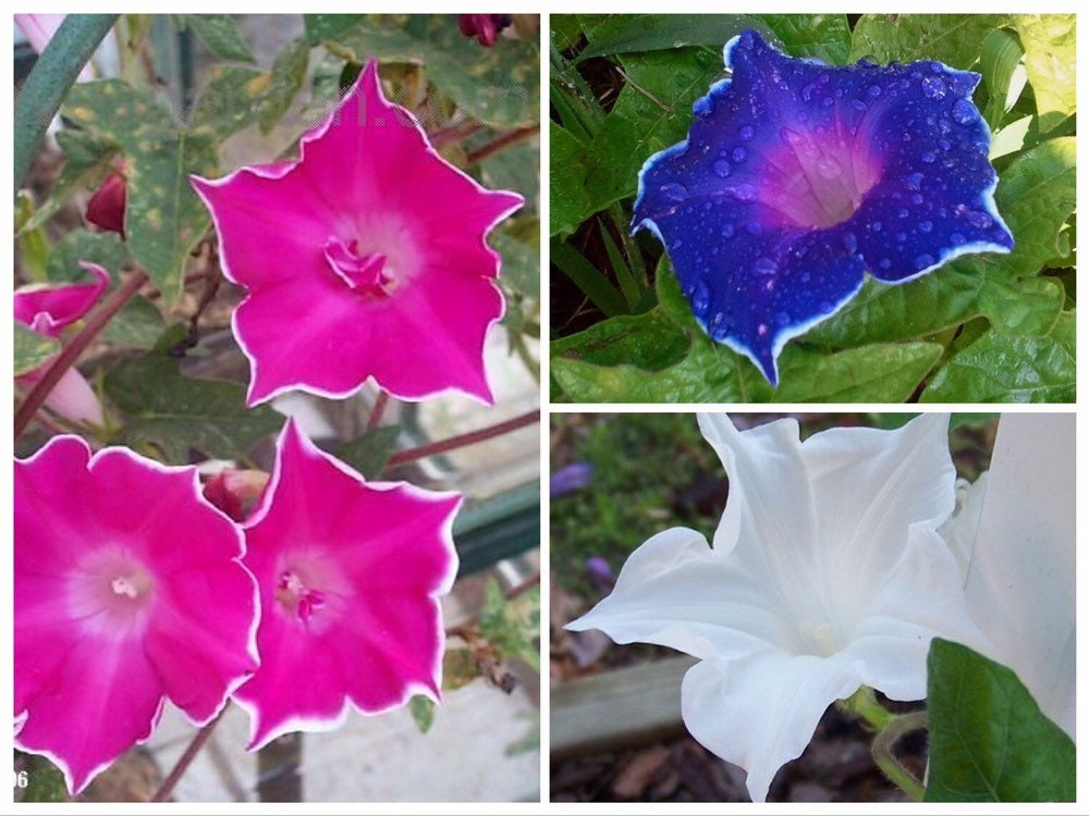 Picotee Mixed Color Japanese Morning Glory Seeds, Kikyo Zaki