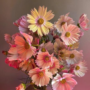 Apricot Lemonade Cosmos Seeds, Cosmos Bippinatus CO0125