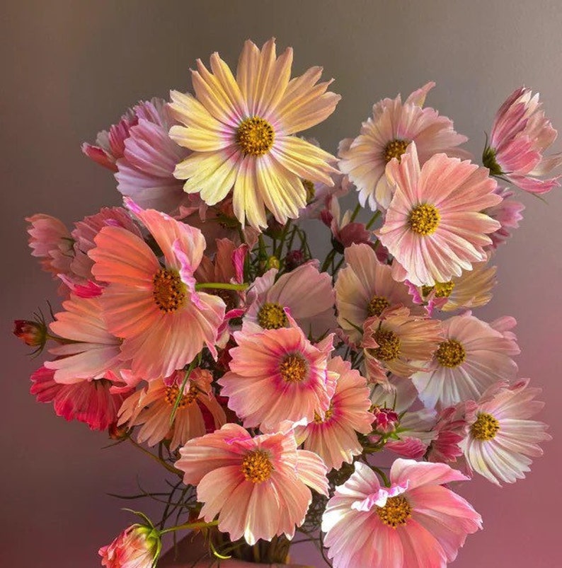 May include: A bouquet of cosmos flowers in shades of pink, peach, and yellow. The flowers have delicate, layered petals and yellow centers. The arrangement is captured in a soft, natural light, highlighting the flowers' textures and colors.