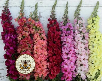 NEW! Rainbow Mix Madame Butterfly Snapdragon Seeds, Double Flowering, Antirrhinum Majus, AN7725