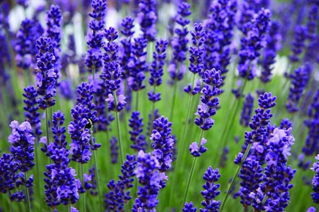 Bulk English Lavender Seeds, Choose Your Quantity, Lavandula ...