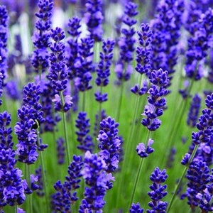 Bulk English Lavender seeds, Choose Your Quantity, Lavandula Augustifolia, Vera LA01