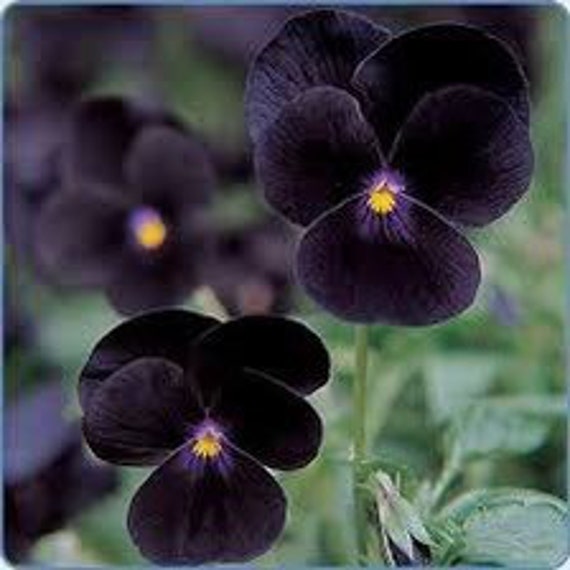 Black Delight Sorbet Viola Seeds, Violaceae VL0225 - Etsy