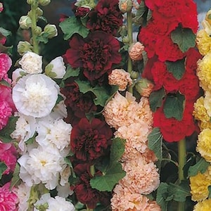 May include: A close-up of a variety of hollyhock flowers in bloom. The flowers are in shades of pink, white, red, peach, and yellow. The flowers are arranged in a vertical row, with the pink flowers at the top and the yellow flowers at the bottom.
