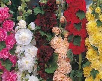 NEW! 50 Chater's Mix Double Hollyhock Seeds, Alcea Rosea AL8650