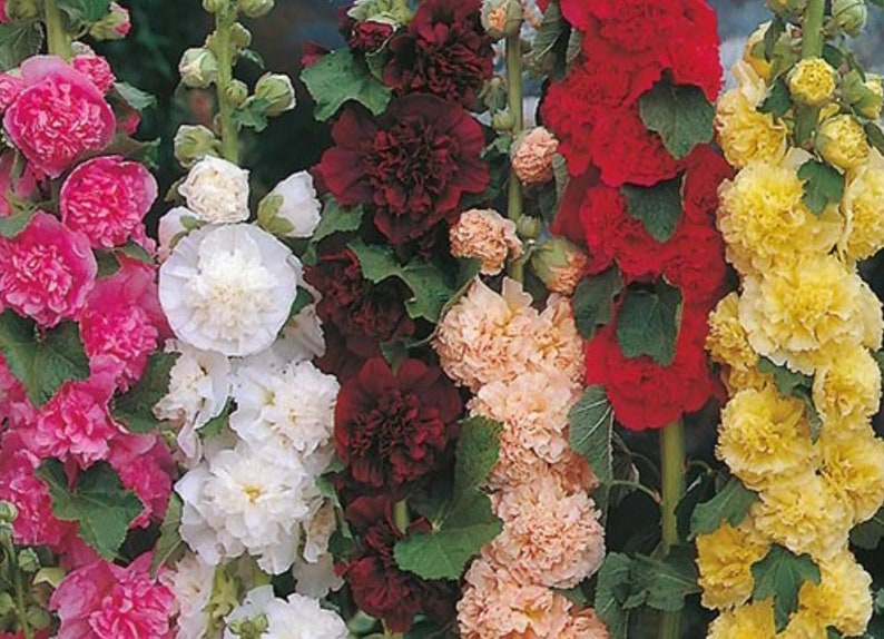 May include: A close-up of a variety of hollyhock flowers in bloom. The flowers are in shades of pink, white, red, peach, and yellow. The flowers are arranged in a vertical row, with the pink flowers at the top and the yellow flowers at the bottom.