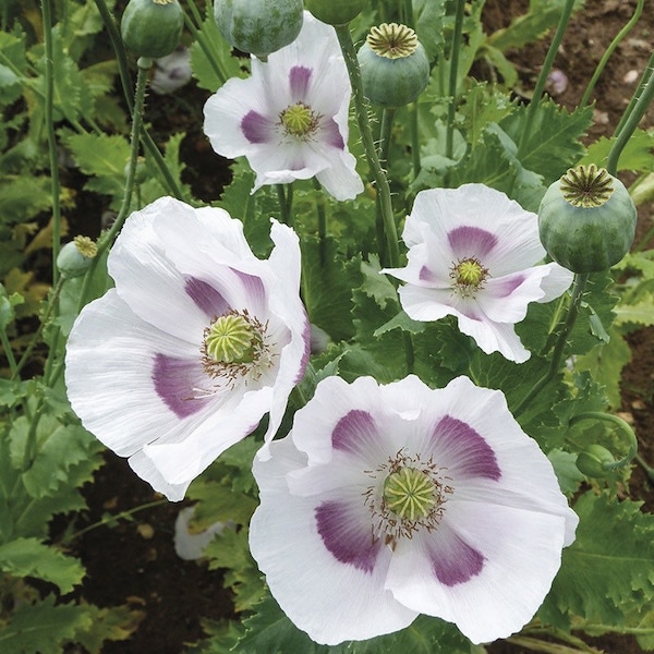 Afghan White Seeded Poppy Seeds, Huge Pod, Papaver Somniferum, Certified Organic, White, Pale Pink Purple, Bread seed poppies PS013CR