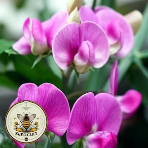 Utah Sweetvetch Seeds, US and Canadian Native, Hedysarum Boreale HE4025