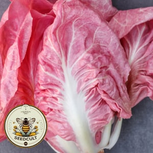 Mantovano Radicchio Seeds, Pink &quot;Lettuce&quot; Cichorium intybus CI0130
