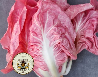 Mantovano Radicchio Seeds, Pink "Lettuce" Cichorium intybus CI0130